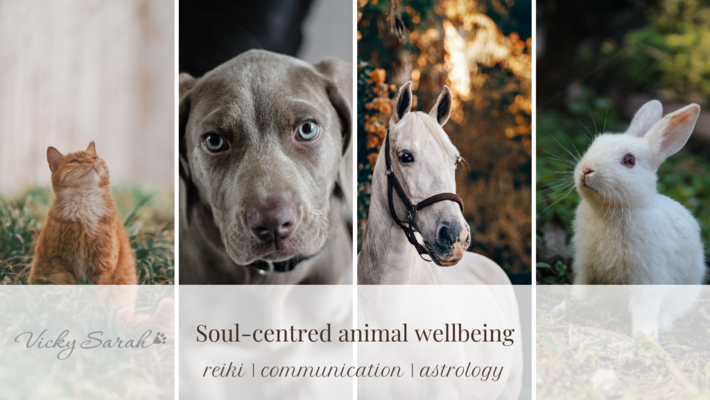 Vicky Sarah Animal Reiki and Communication